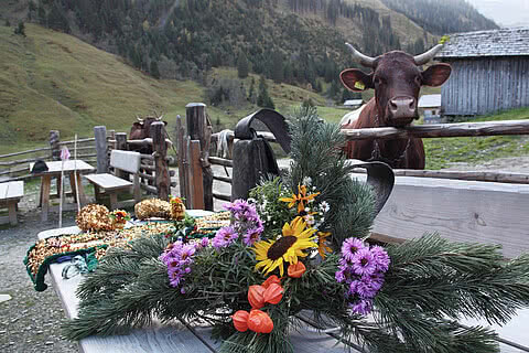 Nahaufnahme eines festlichen Blumenschmucks mit Zweigen und Blumen für den Almabtrieb, Kuh im Hintergrund