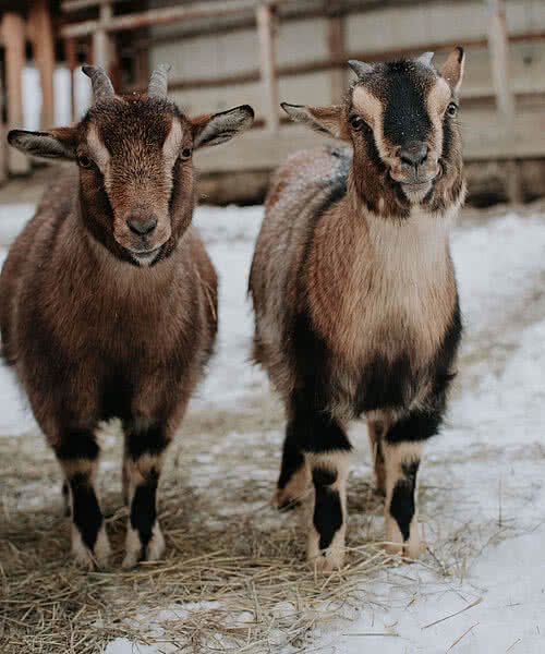 Tauernhof Grossarl Streichelzoo Winter